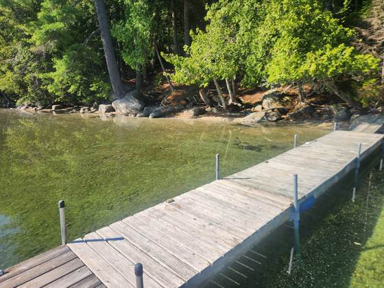 The dock and shoreline on a summer morning