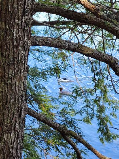 A merganser duck on Craig Pond, seen through the pines