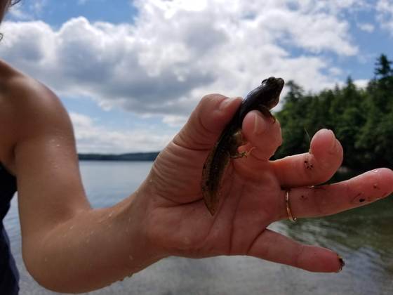 A developing frog found along the shore of Craig Pond